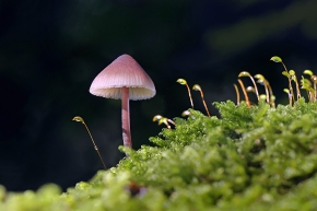 grote bloedsteelmycena (mycena haematopus) 09-2010 9824